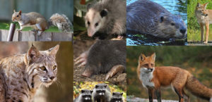 Wildlife-collage